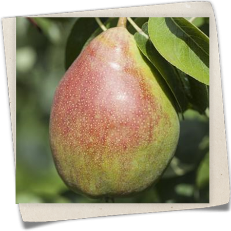 Birne 'Clapps Liebling' Birne 'Clapps Liebling'