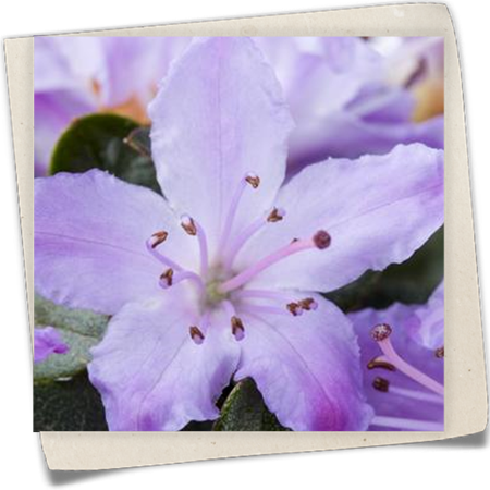 Japanische Azalee Japanische Azalee