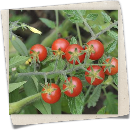 Wildtomate Wildtomate