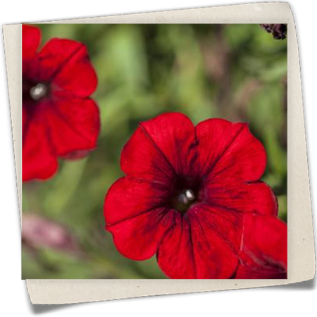 Petunie 'SURFINIA'™ Petunie 'SURFINIA'™