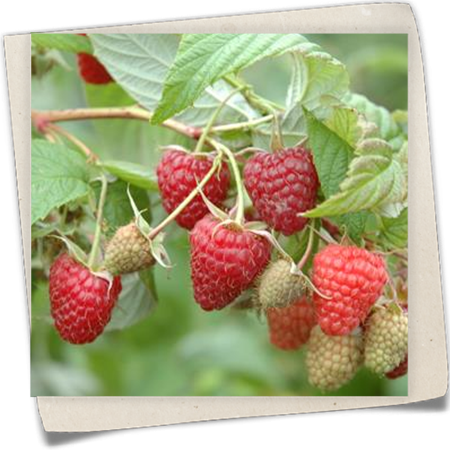 Himbeere 'Polka'® Himbeere 'Polka'®