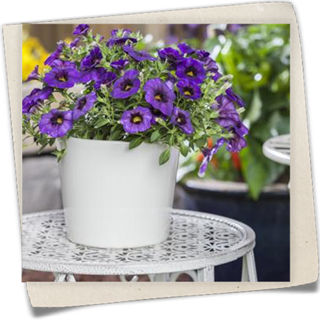 Petunie, blau Petunie, blau