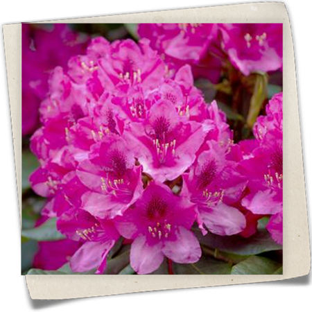 Rhododendron 'Nova Zembla' Rhododendron 'Nova Zembla'