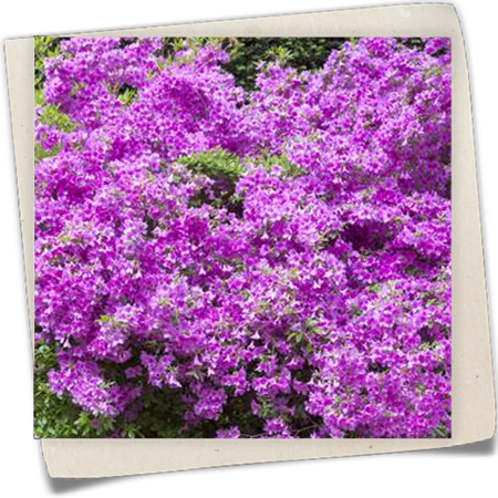 Japanische Azalee Japanische Azalee