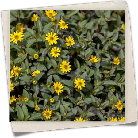 Husarenknopf 'Superbini' Husarenknopf 'Superbini'