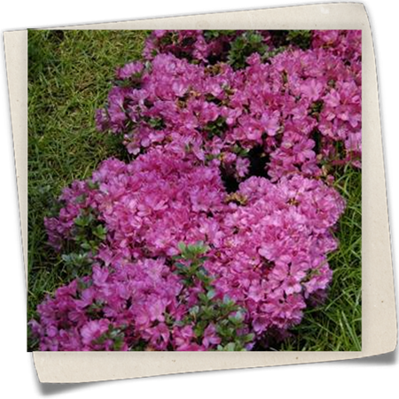 Japanische Azalee 'Anne Frank' Japanische Azalee 'Anne Frank'