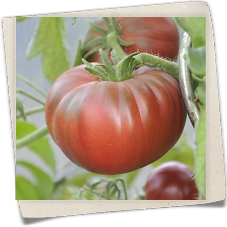 Tomate 'Schwarze Krim'  Tomate 'Schwarze Krim'
