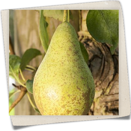 Sommerbirne 'Gute Luise' Sommerbirne 'Gute Luise'