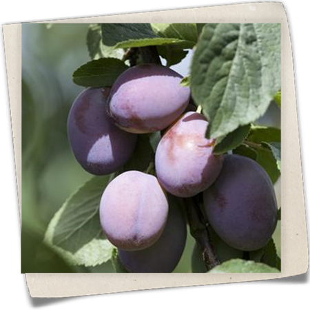 Zwetschge 'Wangenheims Frühzwetschge' Zwetschge 'Wangenheims Frühzwetschge'