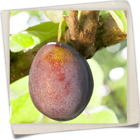 Zwetschge 'Geisenheimer Toptaste'  Zwetschge 'Geisenheimer Toptaste'