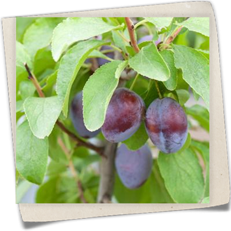 Zwetschge 'Basler Hauszwetschge' Zwetschge 'Basler Hauszwetschge'