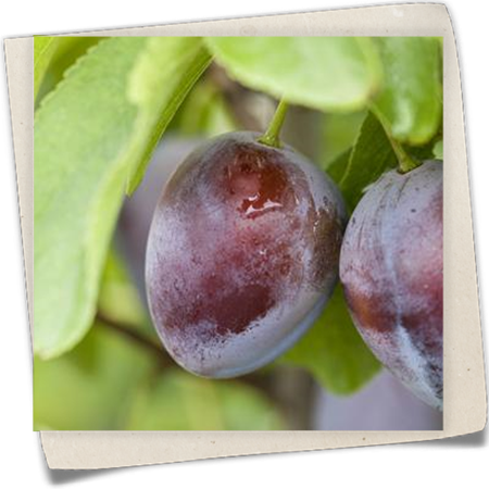 Zwetschge 'Stanley' Zwetschge 'Stanley'