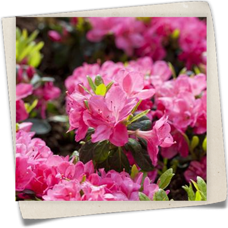 Japanische Azalee 'Canzonetta' Japanische Azalee 'Canzonetta'