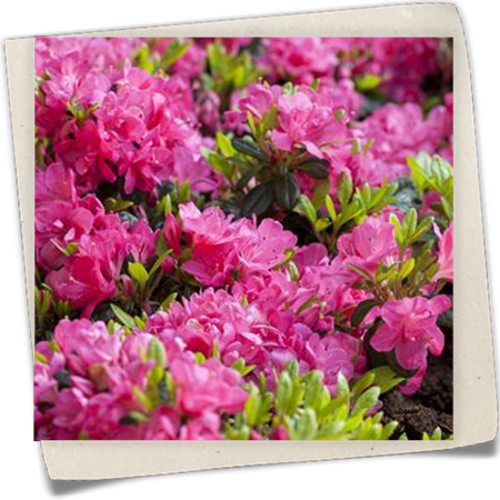 Japanische Azalee 'Kirstin' Japanische Azalee 'Kirstin'