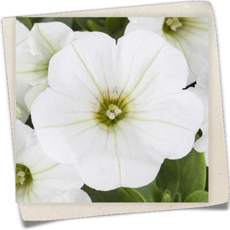 Petunie, weiß Petunie, weiß