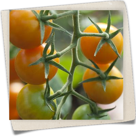 Tomate 'Sungold F1' Tomate 'Sungold F1'