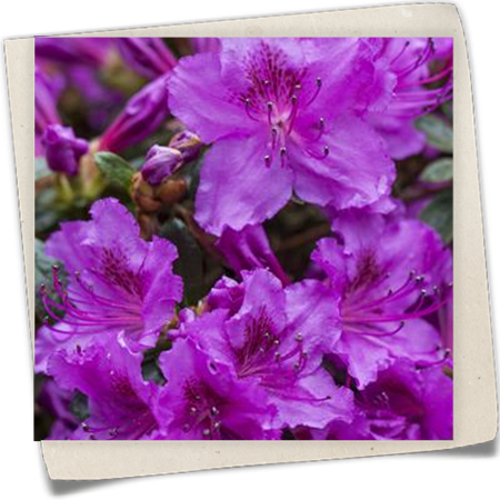 Japanische Azalee 'Diamant'® Japanische Azalee 'Diamant'®