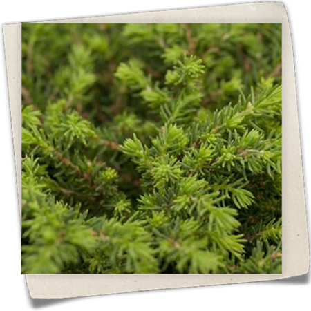 Igel-Fichte Igel-Fichte