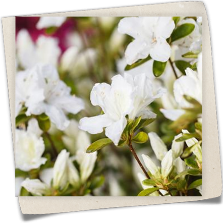 Japanische Azalee 'Feenkissen'®(s) Japanische Azalee 'Feenkissen'®(s)