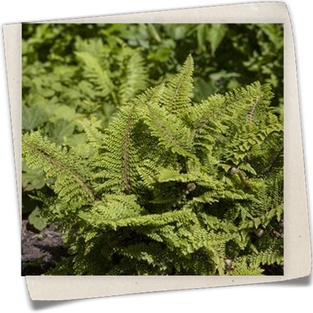 Weicher Schildfarn Weicher Schildfarn