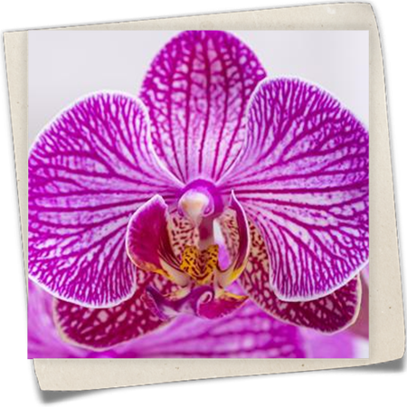 Schmetterlingsorchidee 'Andorra' Schmetterlingsorchidee 'Andorra'