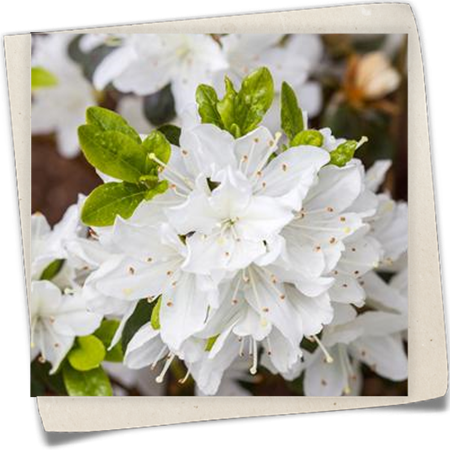 Japanische Azalee 'Kermesina Alba' Japanische Azalee 'Kermesina Alba'