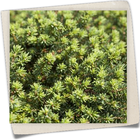 Kissen-Fichte 'Little Gem' Kissen-Fichte 'Little Gem'