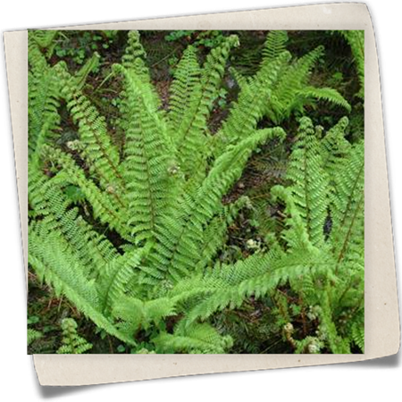 Flacher Filigranfarn 'Proliferum Herrenhausen' Flacher Filigranfarn 'Proliferum Herrenhausen'