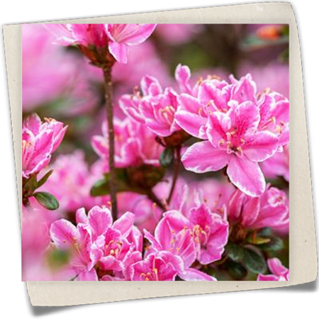 Japanische Azalee 'Kermesina Rose' Japanische Azalee 'Kermesina Rose'