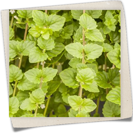 Hänge-Bohnenkraut 'Indian Mint' Hänge-Bohnenkraut 'Indian Mint'