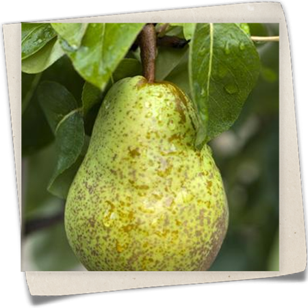 Sommerbirne 'Williams Christ' Sommerbirne 'Williams Christ'