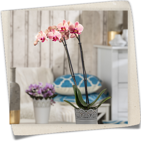 Schmetterlingsorchidee 'Cascade' Schmetterlingsorchidee 'Cascade'