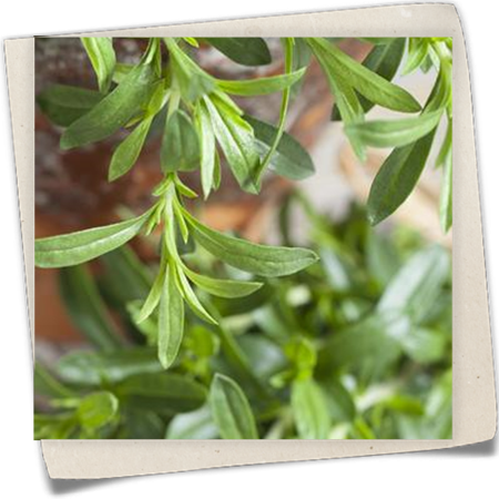 Sommer-Bohnenkraut Sommer-Bohnenkraut