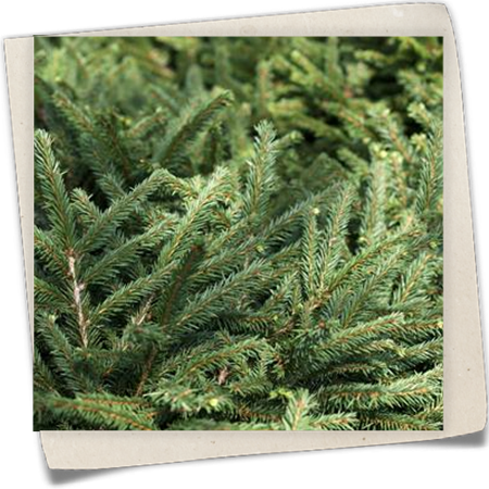 Blaue Pummelfichte 'Pumila Glauca' Blaue Pummelfichte 'Pumila Glauca'