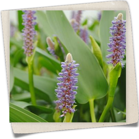 Lanzen-Hechtkraut Lanzen-Hechtkraut