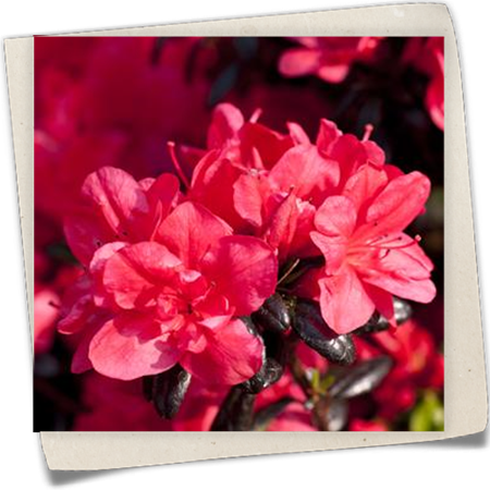 Japanische Azalee 'Maruschka'® Japanische Azalee 'Maruschka'®