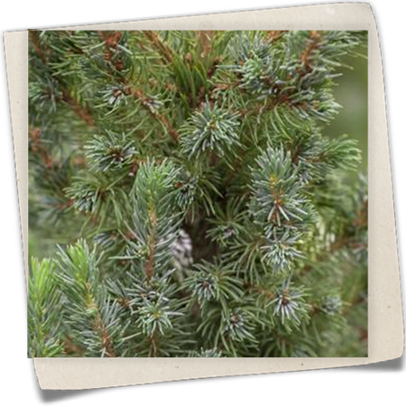 Blaufichte 'Blue Wonder'(s) Blaufichte 'Blue Wonder'(s)