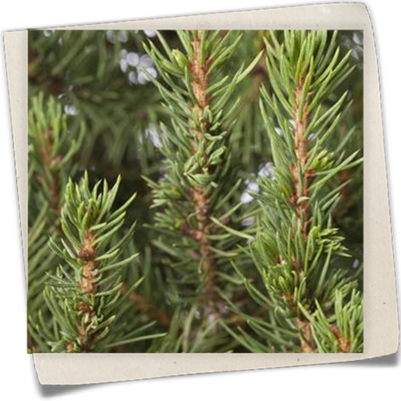 Fichte 'Zuckerhut' Fichte 'Zuckerhut'