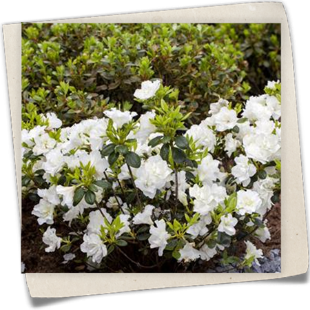 Japanische Azalee 'Schneeperle'® Japanische Azalee 'Schneeperle'®