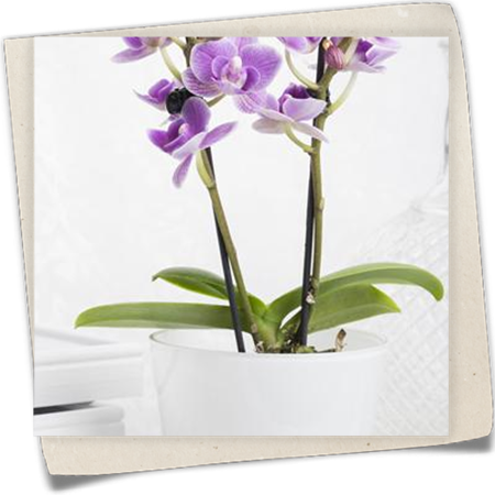 Mini-Schmetterlingsorchidee Mini-Schmetterlingsorchidee