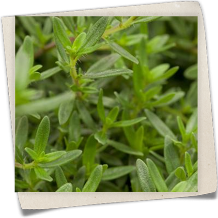 Winter-Bohnenkraut 'Bolero' Winter-Bohnenkraut 'Bolero'