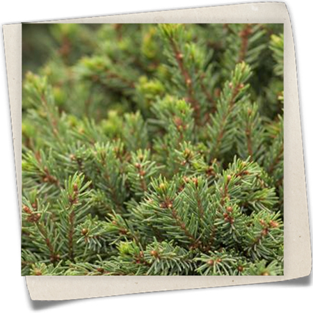 Blaue Igelfichte 'Echiniformis' Blaue Igelfichte 'Echiniformis'