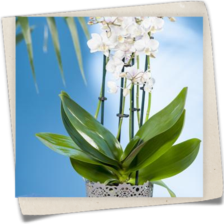 Kleinblumige Schmetterlingsorchidee Kleinblumige Schmetterlingsorchidee