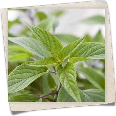 Honigmelonen-Salbei Honigmelonen-Salbei