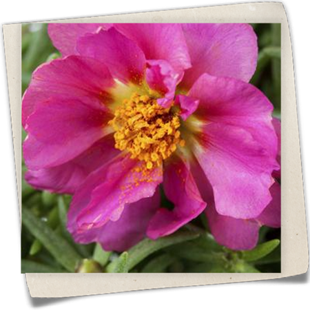 Portulakröschen Portulakröschen