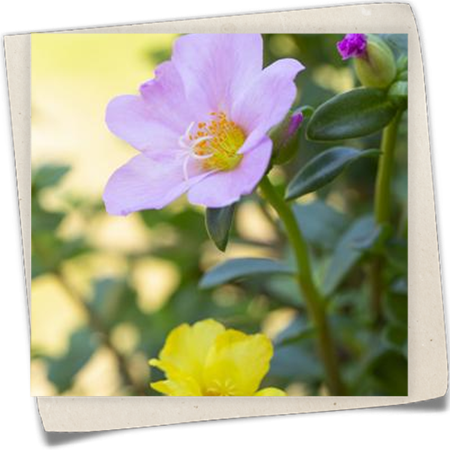 Portulakröschen 'Carnaval' Portulakröschen 'Carnaval'