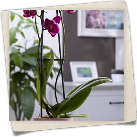 Schmetterlingsorchidee 'Pretoria' Schmetterlingsorchidee 'Pretoria'