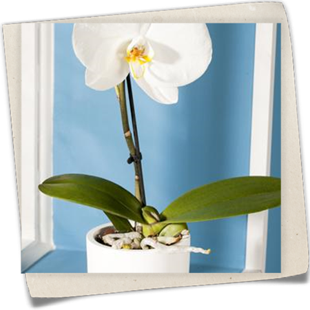 Schmetterlingsorchidee 'Singolo'® Schmetterlingsorchidee 'Singolo'®