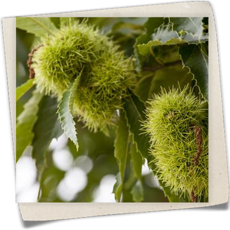 Esskastanie Esskastanie