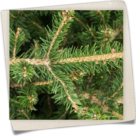 Fichte 'Little Santa'® Fichte 'Little Santa'®